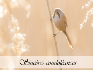 Carte de condoléances "Panure à moustaches orange"
