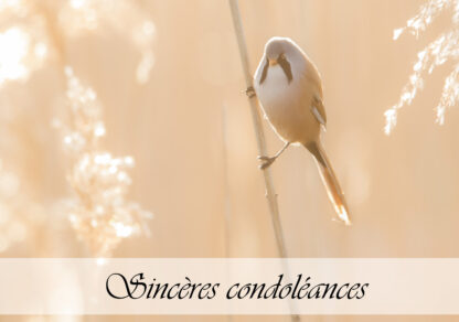 Carte de condoléances "Panure à moustaches orange"