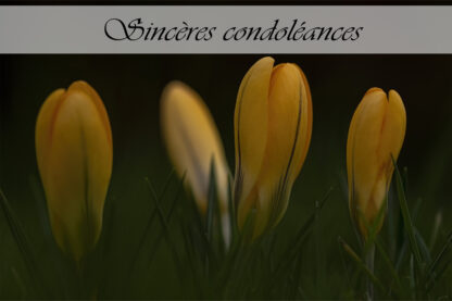Carte de condoléances "Crocus"