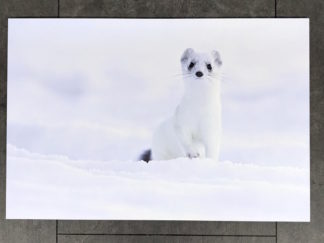 Hermine - FineArt sur Forex 30x45cm