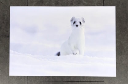 Hermine - FineArt sur Forex 30x45cm