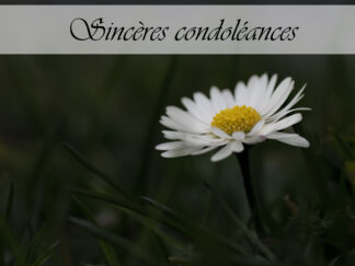 Carte de condoléances "Marguerite"