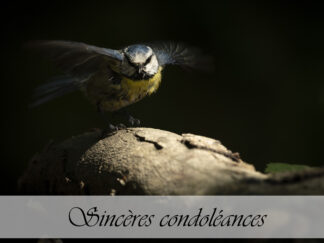 Carte de condoléances "Mésange bleue"