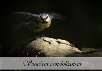 Carte de condoléances "Mésange bleue"