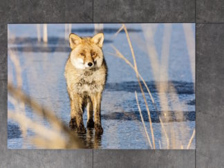 Renard roux - Dibond 40x60cm