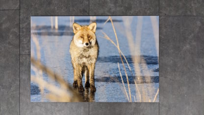 Renard roux - Dibond 40x60cm